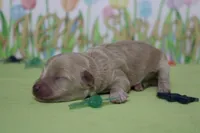 Charlie , a male Poodle - Toy  and Havapoo for sale in Trenton, MO – Photo 3 of 7