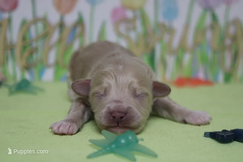 Charlie  – Poodle - Toy , Havapoo puppy for sale in Trenton, MO