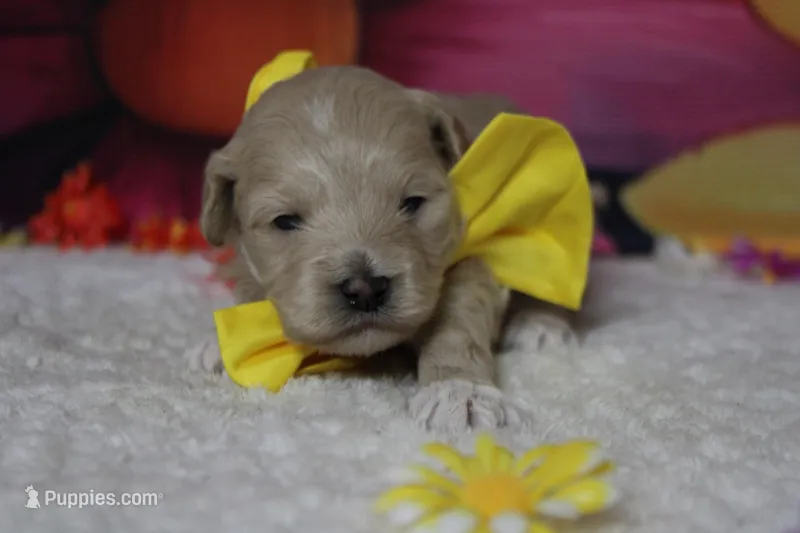 Charlie  – Poodle - Toy , Havapoo puppy for sale in Trenton, MO