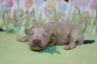 Charlie , a male Poodle - Toy  and Havapoo for sale in Trenton, MO – Photo 5 of 7