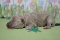 Charlie , a male Poodle - Toy  and Havapoo for sale in Trenton, MO – Photo 4 of 7