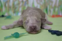 Charlie , a male Poodle - Toy  and Havapoo for sale in Trenton, MO – Photo 2 of 7