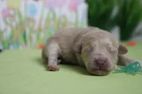 Charlie , a male Poodle - Toy  and Havapoo for sale in Trenton, MO – Photo 7 of 7