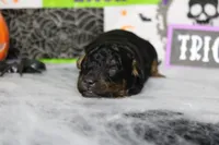 Ray , a male Poodle - Toy  for sale in Trenton, MO – 3 of 10