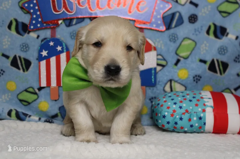 Focaccia  – Golden Retriever puppy for sale in Trenton, MO