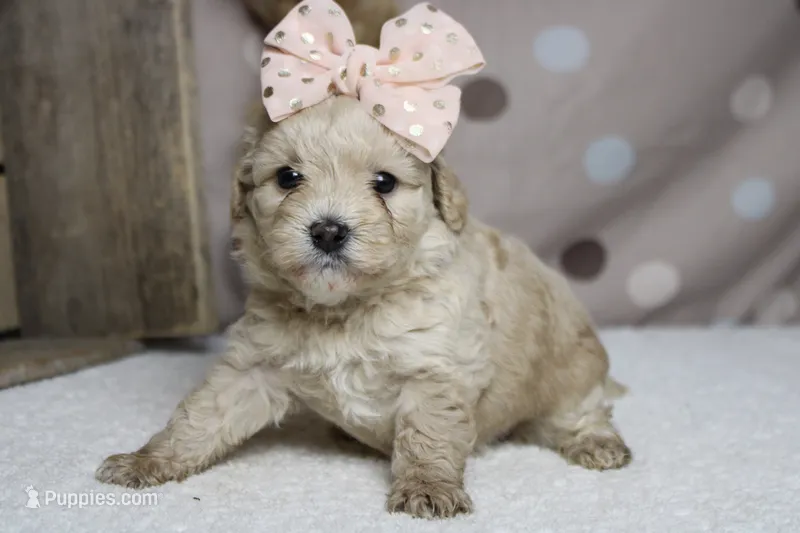 Veruca  – Poodle - Toy , Havapoo puppy for sale in Trenton, MO
