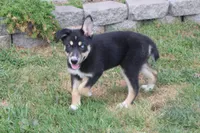Dahlia , a male Siberian Husky and Miniature Aussiedoodle for sale in Trenton, MO – 9 of 9