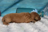 Parfait , a female Cocker Spaniel and Poodle - Toy  for sale in Trenton, MO – 4 of 7