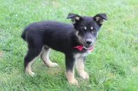 Bergamont , a male Siberian Husky and Miniature Aussiedoodle for sale in Trenton, MO – 2 of 9