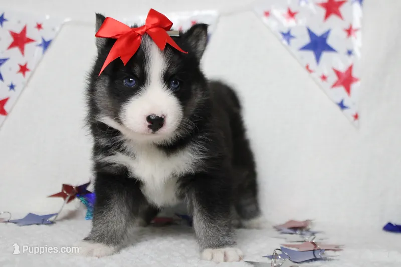 Miko  – Pomsky puppy for sale in Trenton, MO