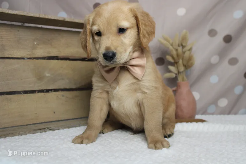 Brioche  – Golden Retriever puppy for sale in Trenton, MO