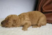 Ravioli , a male Miniature Goldendoodle for sale in Trenton, MO – 4 of 7