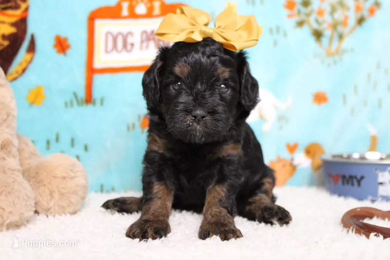 Hazel  – Poodle - Toy  puppy for sale in Trenton, MO