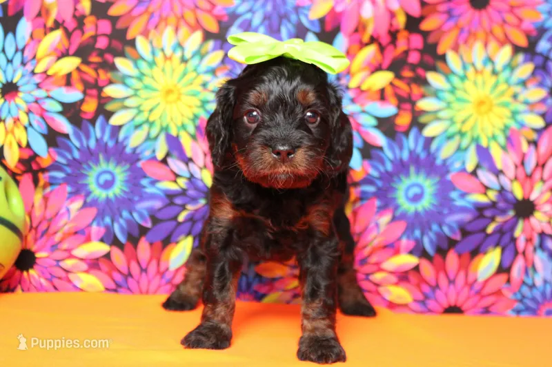 Pandora  – Poodle - Toy  puppy for sale in Trenton, MO