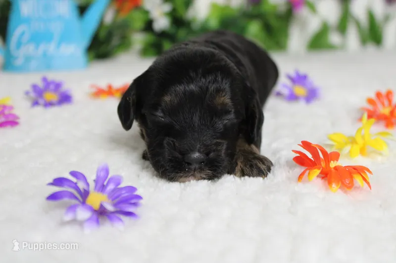Rocky  – Cockapoo puppy for sale in Trenton, MO