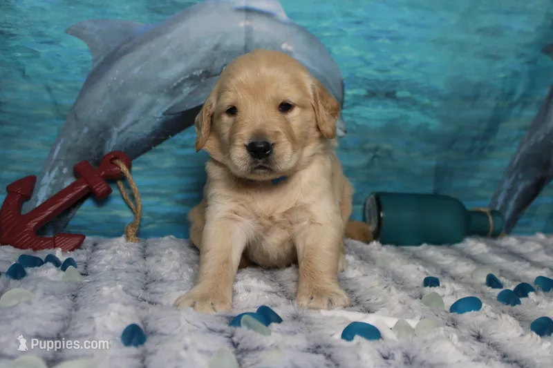 Challah  – Golden Retriever puppy for sale in Trenton, MO