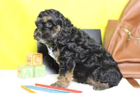 Rocky , a male Cockapoo for sale in Trenton, MO – 5 of 6