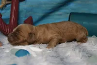 Sherbet , a male Cocker Spaniel and Poodle - Toy  for sale in Trenton, MO – 4 of 7