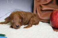 Clementine, a female Poodle - Miniature  for sale in Trenton, MO – 3 of 7