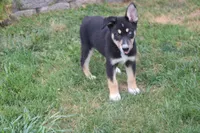 Dahlia , a male Siberian Husky and Miniature Aussiedoodle for sale in Trenton, MO – 5 of 9