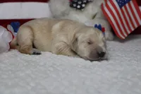Focaccia , a male Golden Retriever for sale in Trenton, MO – 7 of 10