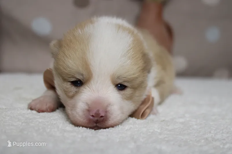 Merrick  – Pomsky puppy for sale in Trenton, MO