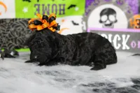 Sydney , a female Poodle - Toy  for sale in Trenton, MO – 7 of 10