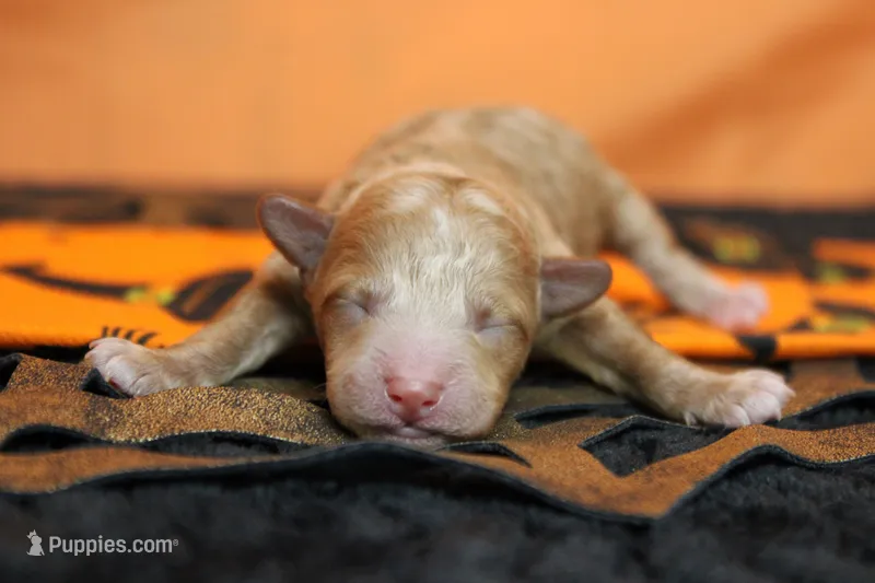 Porthos , a male Havapoo for sale in Trenton, MO – 1 of 7