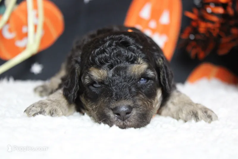 Marco  – Poodle - Toy  puppy for sale in Trenton, MO