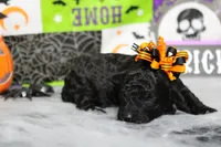Sydney , a female Poodle - Toy  for sale in Trenton, MO – 9 of 10