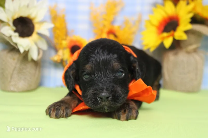 Toffee  – Cockapoo puppy for sale in Trenton, MO