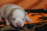 Angel , a female Pomsky for sale in Trenton, MO – 3 of 9