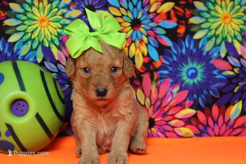 Pesto  – Miniature Goldendoodle puppy for sale in Trenton, MO