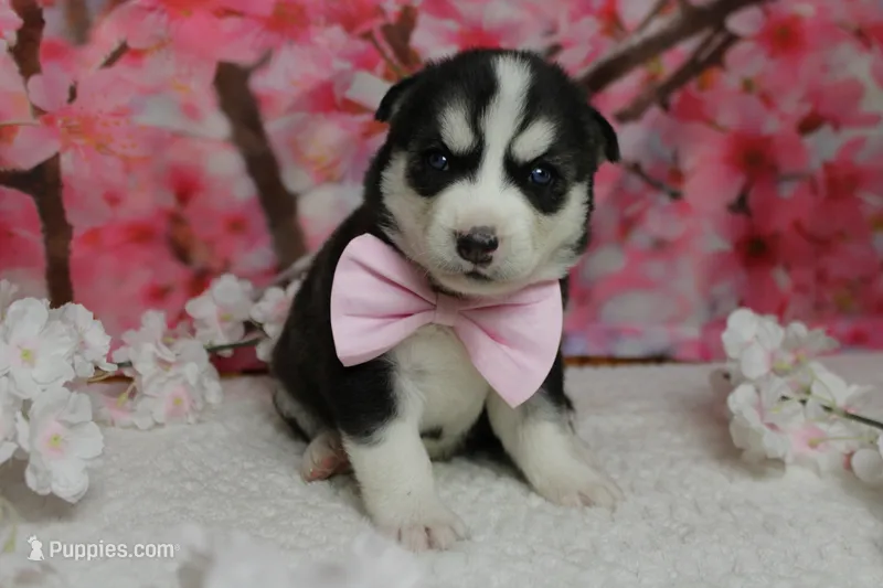 Storm  – Siberian Husky puppy for sale in Trenton, MO