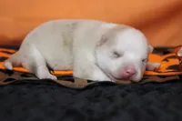 Angel , a female Pomsky for sale in Trenton, MO – 6 of 9