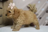 Katie, a female Cockapoo for sale in Trenton, MO – 6 of 7