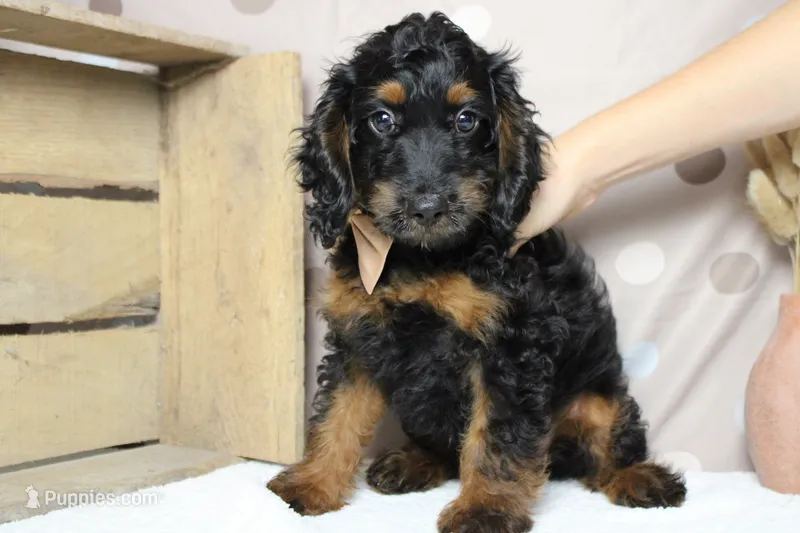 Toffee  – Cockapoo puppy for sale in Trenton, MO