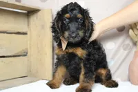 Toffee , a male Cockapoo for sale in Trenton, MO – 1 of 9
