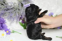 Hazel , a female Poodle - Toy  for sale in Trenton, MO – 7 of 8