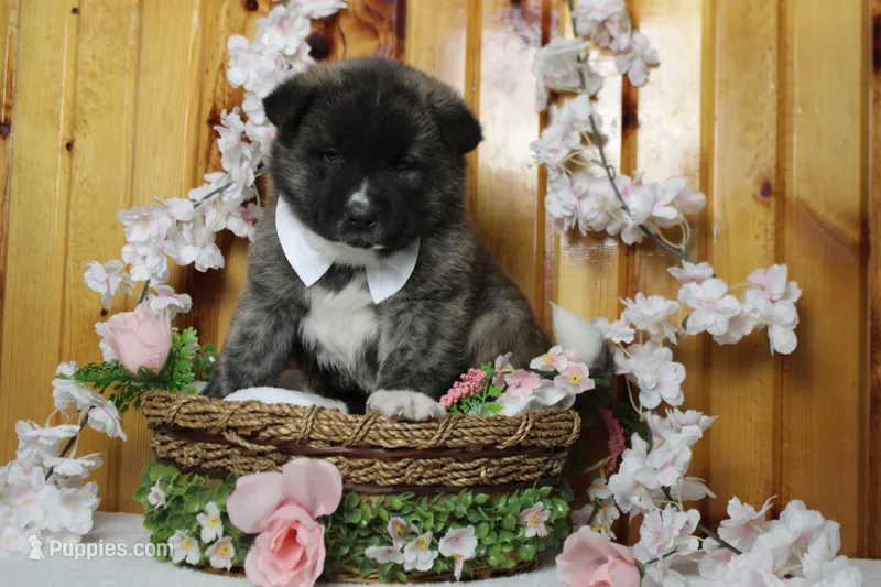 Macintosh – Akita puppy for sale in Trenton, MO