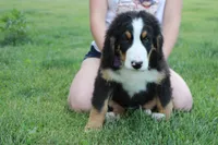 Moose , a male Bernese Mountain Dog for sale in Trenton, MO – 5 of 10