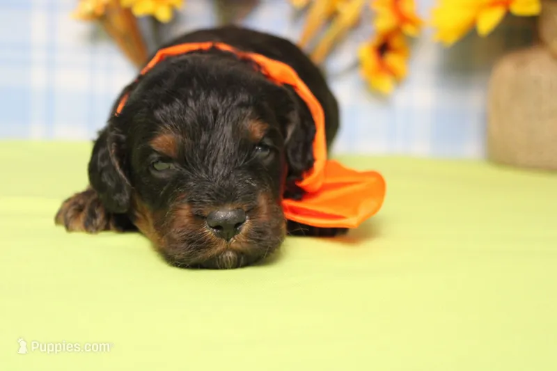 Gelato – Cockapoo puppy for sale in Trenton, MO