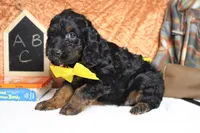 Toffee , a male Cockapoo for sale in Trenton, MO – 5 of 6