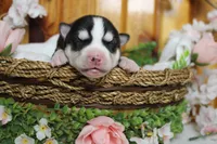 Storm , a male Siberian Husky for sale in Trenton, MO – 2 of 10