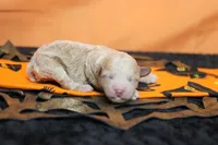 Aramis , a male Havapoo for sale in Trenton, MO – 5 of 8