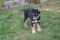 Dahlia , a male Siberian Husky and Miniature Aussiedoodle for sale in Trenton, MO – 6 of 9