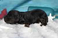 Toffee , a male Cocker Spaniel and Poodle - Toy  for sale in Trenton, MO – 4 of 7