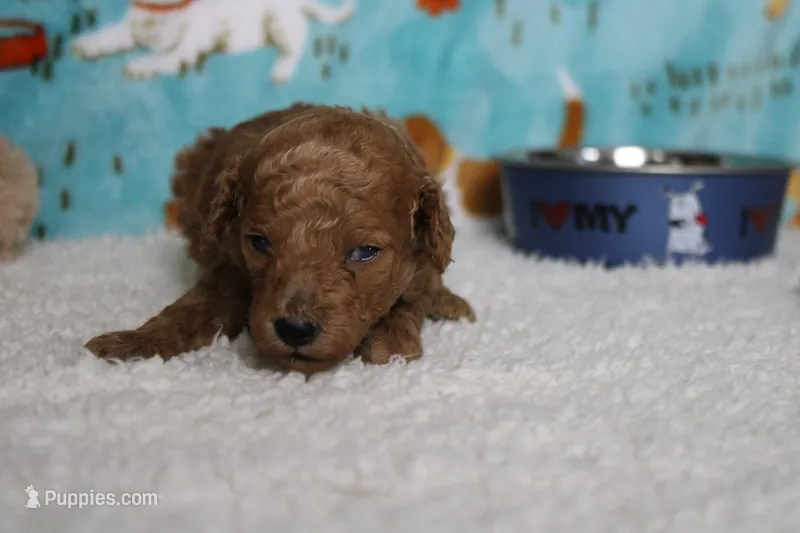 Mandarin  – Poodle - Miniature  puppy for sale in Trenton, MO