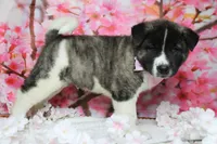 Jonathon , a male Akita for sale in Trenton, MO – 8 of 9
