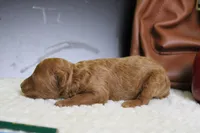 Mandarin , a male Poodle - Miniature  for sale in Trenton, MO – 4 of 5